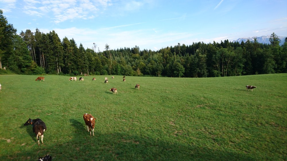 K%C3%BChe%20auf%20der%20Weide